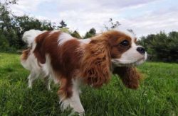  The shape of the head in the ears is flat, the muzzle is small, tapering to the nose. A distinc ...