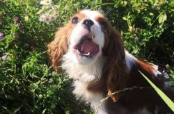  The color of dogs can be 4 colors: ruby (red), Blenheim (red marks on a white background of the ...