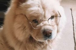 It’s trusted that the pooches have been around for about 2000 to 3000 years.