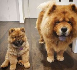  We may call the puppies Chow Chows, however, in China, the breed is called Songshi Quan.