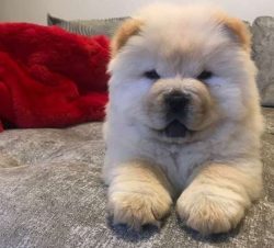 As puppies, the Chow Chow dogs have a normal pink colored tongue.