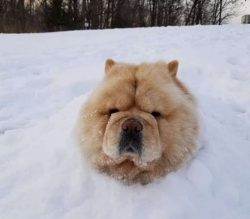 This is the main canine breed with this unmistakable pale blue shading in its lips and oral cavity.