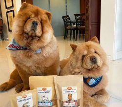 The Chow Chow dog is not the only dog to possess this characteristic but the Chinese Sher-pei al ...