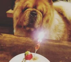 The Chow likewise has a flawless thick mane with little, adjusted ears, in this way giving it th ...