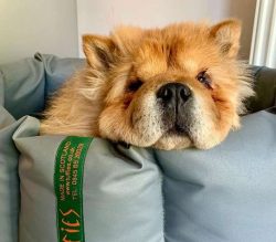 Chows can have two coat types: unpleasant and smooth.