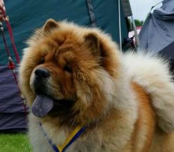 Chow Chows Do Best With Strong Leaders Because The Dogs Can Be Dominant.