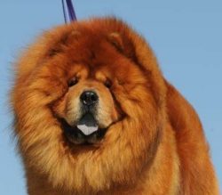 The Breed Has An Ancient Chinese Origin Dating Back Around 2,000 Years.