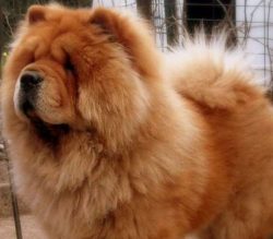 They Have An Incredible Sense Of Smell And Creative Hunting Instincts.