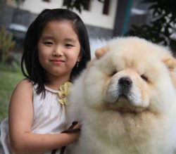 They Are Good With Children. It is really dog for the familly.