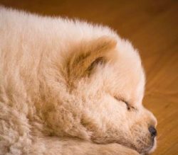 Because Of Their Short Faces, Chow Chows Sometimes Snore.