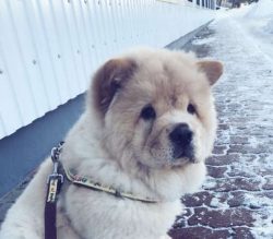 They Don’t Tolerate Heat Well And Are Better Suited To Colder Climates.