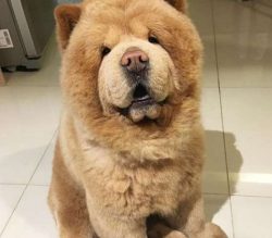 Grooming Should Start Early To Get The Dog Accustomed To Being Touched.