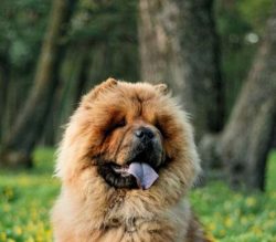 The Chow Chow’s Blue-Black Tongue Is Unique.