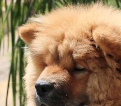 The American Kennel Club Recognized And Added The Breed In 1903.
