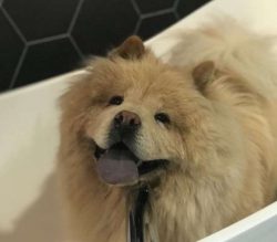 This Breed Like To Be Clean And, Unlike Most Dogs, Don’t Acquire The “Dog Smell”