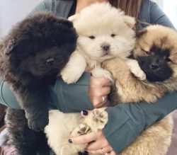 Coat Colors Include Cinnamon, Cream, Red, Blue, And Black