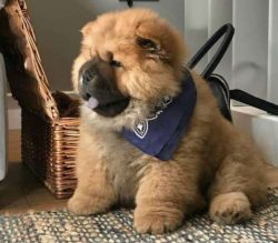 Chow chows are not usually social, outgoing dogs