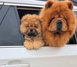 They tend to be aloof with strangers