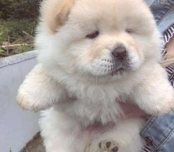 Moreover, they can be aggressive with other dogs