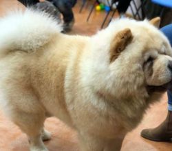 They have a history as guard dogs for homes and livestock