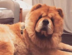 Chow chows may become nuisance barkers if their alarm barking is not controlled