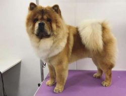 Early socialization to other dogs, pets and people is important