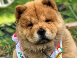  When you look at the Chow Chow, it seems that you see a large soft toy that miraculously came t ...