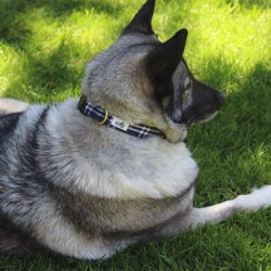 The Norwegian gray Elkhund is the real pride of Norway. Bred in the second half of the 19th cent ...
