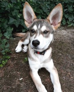 For its ability and pleasant character, the Norwegian gray Elkhund is highly regarded only by ga ...