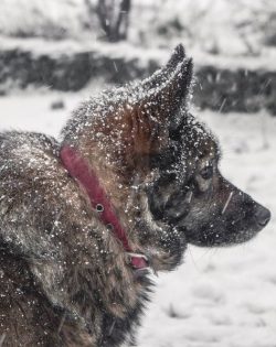Breeders recommend owners to be strict but fair. In this case, in no case should you raise your  ...