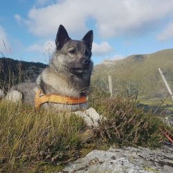 The Norwegian Elkhund is calm about children. The attitude towards the child will depend on the  ...