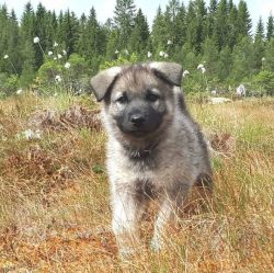 The Norwegian gray Elkhund has a thick coat with an undercoat. The potential owner should be pre ...