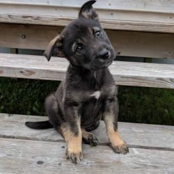 A lover of free-walking, the Norwegian Elkhund needs regular and long walks in nature. In the ci ...