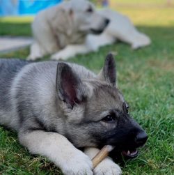 Daily walking should last at least two to three hours. It is useful for a pet to offer all kinds ...