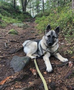 Elkhound is extremely aggressive towards other pets – the prosperous neighborhood of other ...