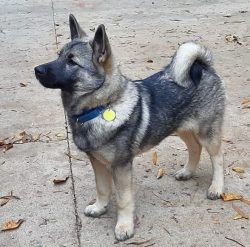 Norwegian Elkhound is not for a city apartment. It is much better for this dog on the territory  ...