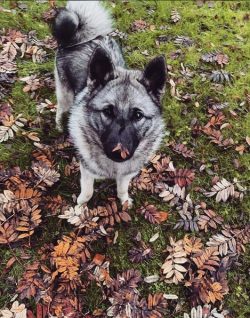 Elkhound even tolerates Siberian frost, but this dog will have a hard time in the heat. In such  ...