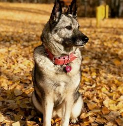 The food of the dog should be balanced and regular, taking into account physical activity. Elkho ...