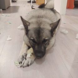 The Norwegian Elkhound is very smart but independent and stubborn. Therefore, to learn the comma ...
