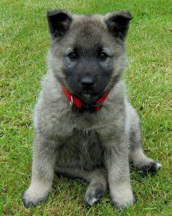The Norwegian needs to realize their energy. He will happily join the host on a morning run or b ...