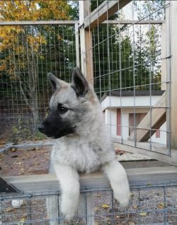 The Norwegian Elkhound was developed in Norway in the 11th century. It is a gray husky, bold, of ...