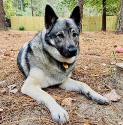 The Norwegian Elkhunds are fearless, reliable, energetic, and very loyal friend. These dogs are  ...