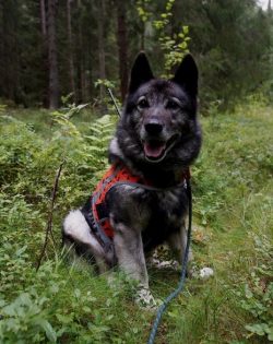 Norwegian Elkhounds are energetic animals that require quite a lot of physical resources to achi ...
