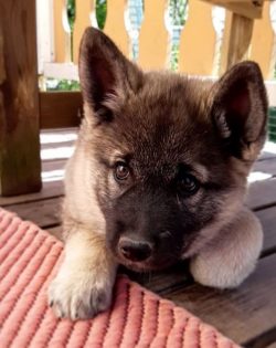 The Norwegian Elkhound needs owners with the time, knowledge, and patience to bring out the inte ...