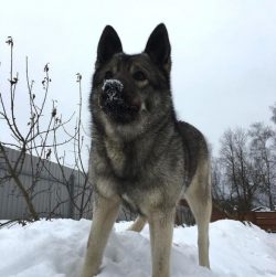  Norwegian Elghund is a versatile dog, with equal success performing hunting, herding, guarding  ...