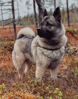 The Norwegian Elkhound has a great sense of humor, it can be incredibly funny and amuse everyone ...