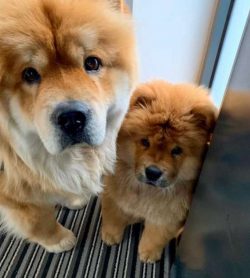 The breed comes from China and probably descended from the equally lionlike Tibetan mastiff.