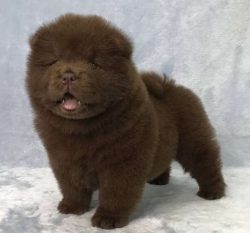 Chow Chow is probably an ancestor to more modern spitzes like Keeshonds and Pomeranians.