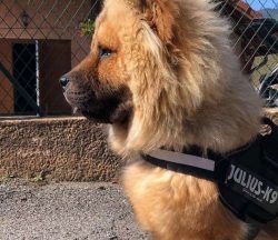  In China, the Chow Chow’s name is Songshi Quan.