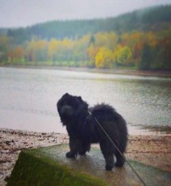 The fluffy coat that makes a Chow Chow so attractive demands some intense upkeep.